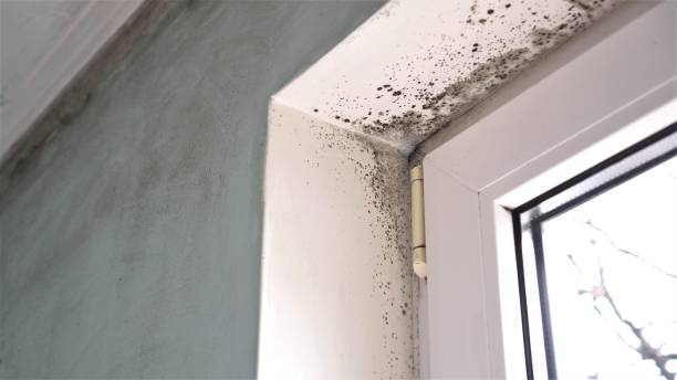 Best Mold Remediation for Healthcare Facilities  in Toulon, IL