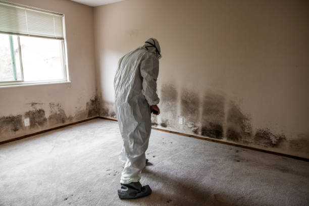 Trusted Toulon, IL Mold Inspection, Removal & Remediation Experts